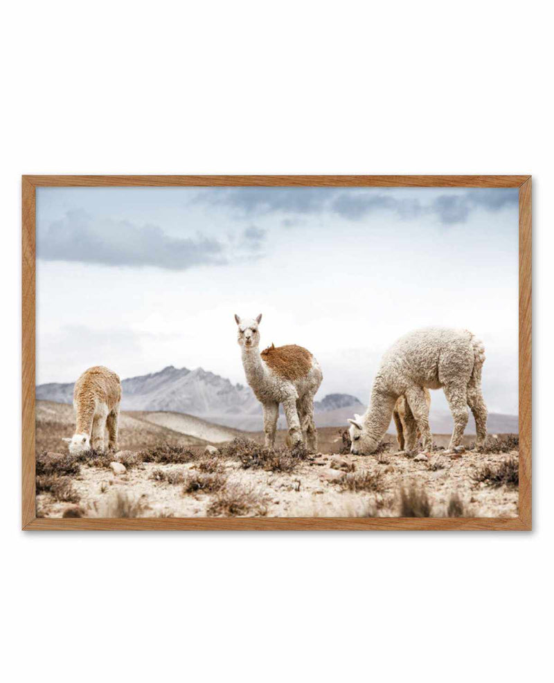 Mountain Llamas LS Art Print-PRINT-Olive et Oriel-Olive et Oriel-50x70 cm | 19.6" x 27.5"-Walnut-With White Border-Buy-Australian-Art-Prints-Online-with-Olive-et-Oriel-Your-Artwork-Specialists-Austrailia-Decorate-With-Coastal-Photo-Wall-Art-Prints-From-Our-Beach-House-Artwork-Collection-Fine-Poster-and-Framed-Artwork