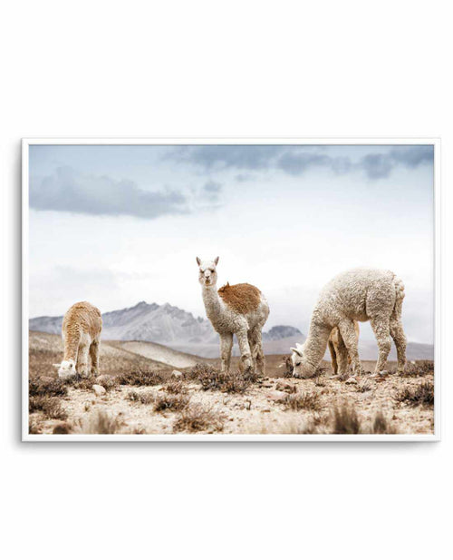 Mountain Llamas LS Art Print-PRINT-Olive et Oriel-Olive et Oriel-A5 | 5.8" x 8.3" | 14.8 x 21cm-Unframed Art Print-With White Border-Buy-Australian-Art-Prints-Online-with-Olive-et-Oriel-Your-Artwork-Specialists-Austrailia-Decorate-With-Coastal-Photo-Wall-Art-Prints-From-Our-Beach-House-Artwork-Collection-Fine-Poster-and-Framed-Artwork