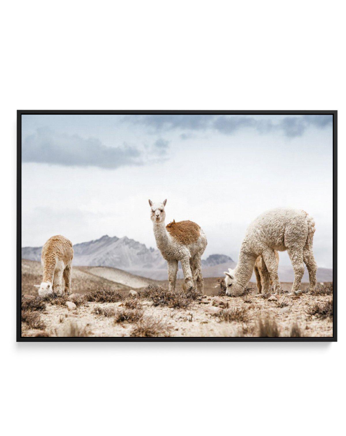 Mountain Llamas LS | Framed Canvas-CANVAS-You can shop wall art online with Olive et Oriel for everything from abstract art to fun kids wall art. Our beautiful modern art prints and canvas art are available from large canvas prints to wall art paintings and our proudly Australian artwork collection offers only the highest quality framed large wall art and canvas art Australia - You can buy fashion photography prints or Hampton print posters and paintings on canvas from Olive et Oriel and have th