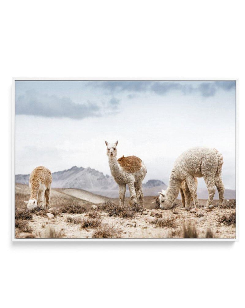 Mountain Llamas LS | Framed Canvas-CANVAS-You can shop wall art online with Olive et Oriel for everything from abstract art to fun kids wall art. Our beautiful modern art prints and canvas art are available from large canvas prints to wall art paintings and our proudly Australian artwork collection offers only the highest quality framed large wall art and canvas art Australia - You can buy fashion photography prints or Hampton print posters and paintings on canvas from Olive et Oriel and have th