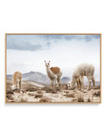Mountain Llamas LS | Framed Canvas-CANVAS-You can shop wall art online with Olive et Oriel for everything from abstract art to fun kids wall art. Our beautiful modern art prints and canvas art are available from large canvas prints to wall art paintings and our proudly Australian artwork collection offers only the highest quality framed large wall art and canvas art Australia - You can buy fashion photography prints or Hampton print posters and paintings on canvas from Olive et Oriel and have th