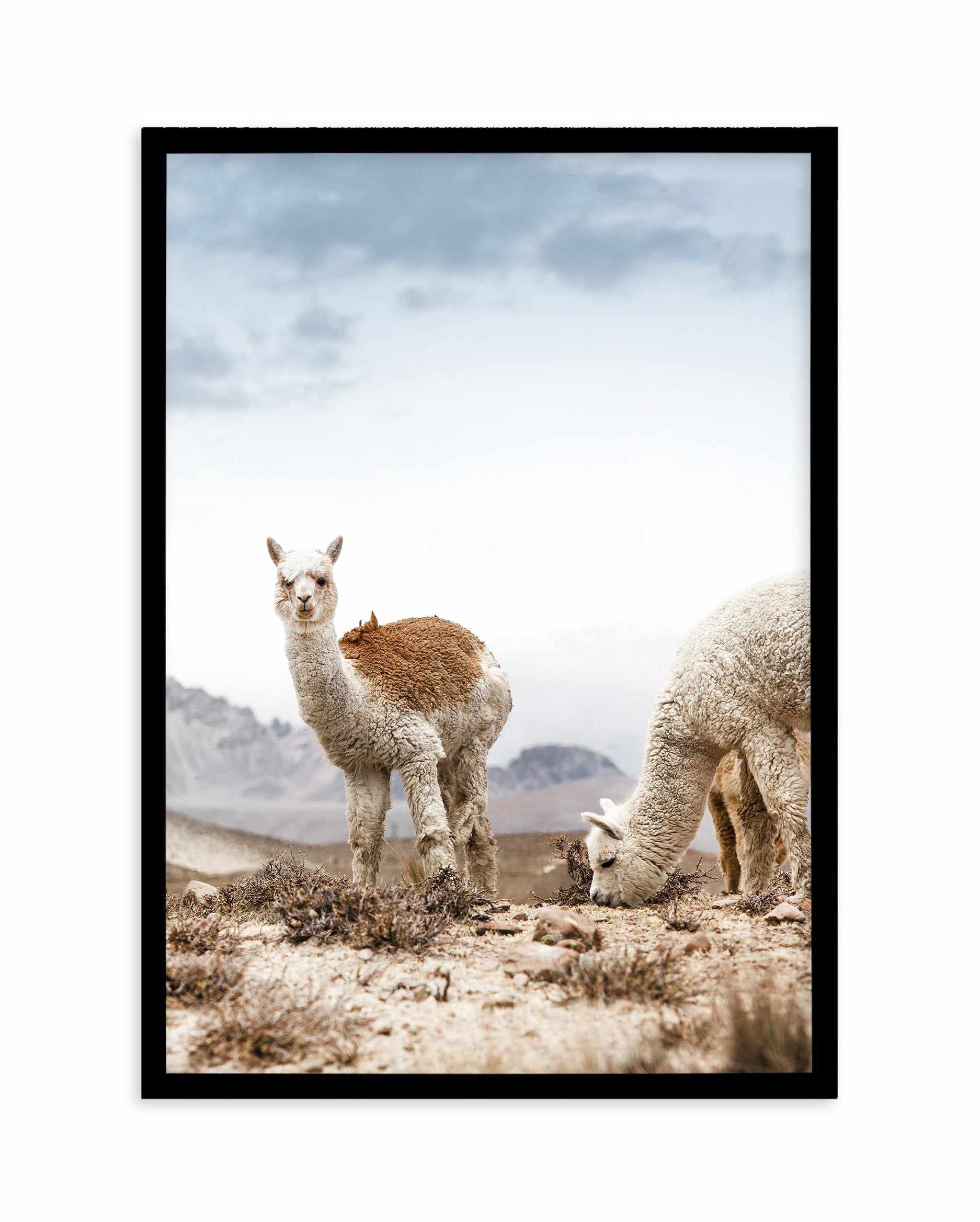 Mountain Llamas | PT Art Print-PRINT-Olive et Oriel-Olive et Oriel-A5 | 5.8" x 8.3" | 14.8 x 21cm-Black-With White Border-Buy-Australian-Art-Prints-Online-with-Olive-et-Oriel-Your-Artwork-Specialists-Austrailia-Decorate-With-Coastal-Photo-Wall-Art-Prints-From-Our-Beach-House-Artwork-Collection-Fine-Poster-and-Framed-Artwork