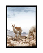 Mountain Llamas | PT Art Print-PRINT-Olive et Oriel-Olive et Oriel-A5 | 5.8" x 8.3" | 14.8 x 21cm-Black-With White Border-Buy-Australian-Art-Prints-Online-with-Olive-et-Oriel-Your-Artwork-Specialists-Austrailia-Decorate-With-Coastal-Photo-Wall-Art-Prints-From-Our-Beach-House-Artwork-Collection-Fine-Poster-and-Framed-Artwork