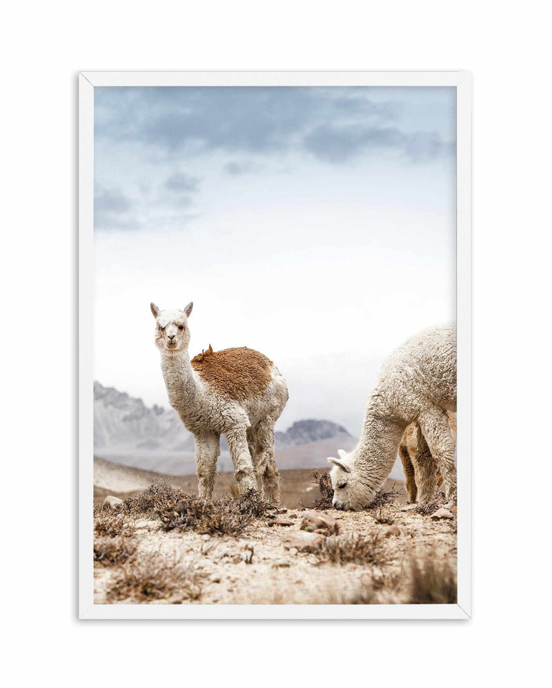 Mountain Llamas | PT Art Print-PRINT-Olive et Oriel-Olive et Oriel-A5 | 5.8" x 8.3" | 14.8 x 21cm-White-With White Border-Buy-Australian-Art-Prints-Online-with-Olive-et-Oriel-Your-Artwork-Specialists-Austrailia-Decorate-With-Coastal-Photo-Wall-Art-Prints-From-Our-Beach-House-Artwork-Collection-Fine-Poster-and-Framed-Artwork