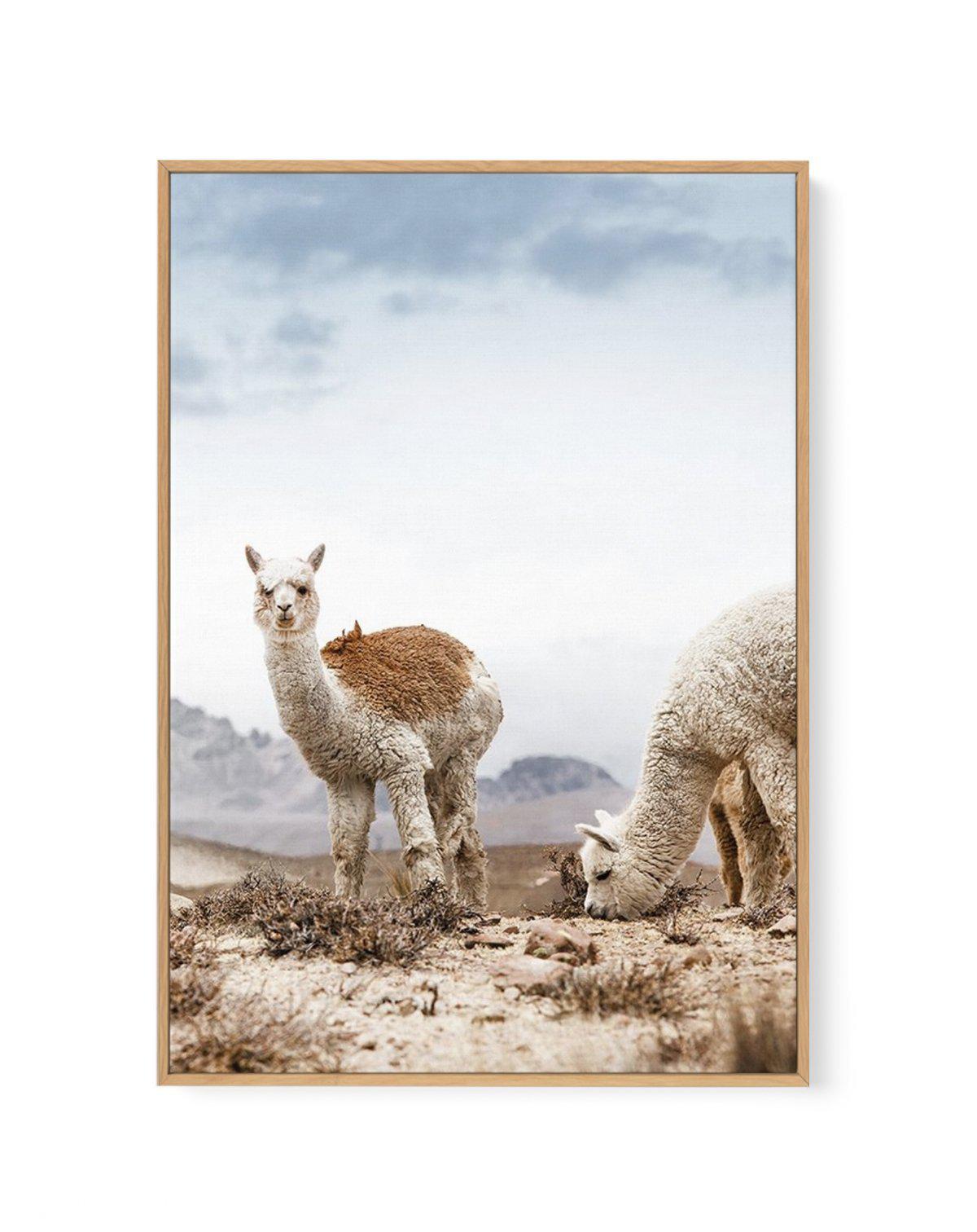 Mountain Llamas | PT | Framed Canvas-CANVAS-You can shop wall art online with Olive et Oriel for everything from abstract art to fun kids wall art. Our beautiful modern art prints and canvas art are available from large canvas prints to wall art paintings and our proudly Australian artwork collection offers only the highest quality framed large wall art and canvas art Australia - You can buy fashion photography prints or Hampton print posters and paintings on canvas from Olive et Oriel and have 