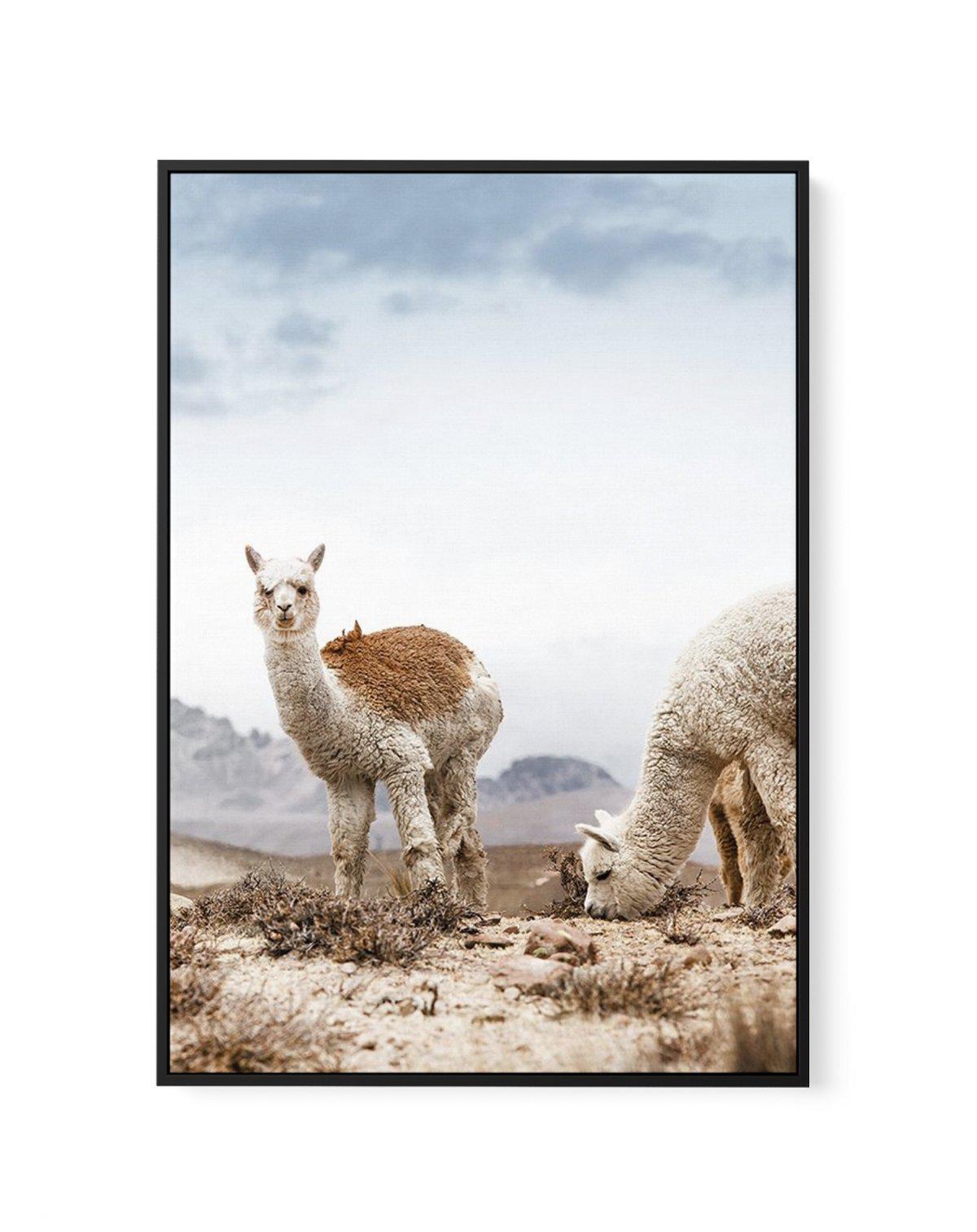 Mountain Llamas | PT | Framed Canvas-CANVAS-You can shop wall art online with Olive et Oriel for everything from abstract art to fun kids wall art. Our beautiful modern art prints and canvas art are available from large canvas prints to wall art paintings and our proudly Australian artwork collection offers only the highest quality framed large wall art and canvas art Australia - You can buy fashion photography prints or Hampton print posters and paintings on canvas from Olive et Oriel and have 