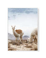Mountain Llamas | PT | Framed Canvas-CANVAS-You can shop wall art online with Olive et Oriel for everything from abstract art to fun kids wall art. Our beautiful modern art prints and canvas art are available from large canvas prints to wall art paintings and our proudly Australian artwork collection offers only the highest quality framed large wall art and canvas art Australia - You can buy fashion photography prints or Hampton print posters and paintings on canvas from Olive et Oriel and have 