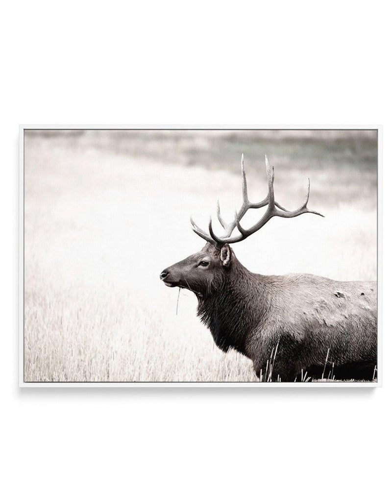 Mountain Stag | LS | Framed Canvas-CANVAS-You can shop wall art online with Olive et Oriel for everything from abstract art to fun kids wall art. Our beautiful modern art prints and canvas art are available from large canvas prints to wall art paintings and our proudly Australian artwork collection offers only the highest quality framed large wall art and canvas art Australia - You can buy fashion photography prints or Hampton print posters and paintings on canvas from Olive et Oriel and have th