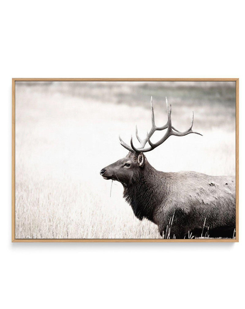 Mountain Stag | LS | Framed Canvas-CANVAS-You can shop wall art online with Olive et Oriel for everything from abstract art to fun kids wall art. Our beautiful modern art prints and canvas art are available from large canvas prints to wall art paintings and our proudly Australian artwork collection offers only the highest quality framed large wall art and canvas art Australia - You can buy fashion photography prints or Hampton print posters and paintings on canvas from Olive et Oriel and have th