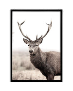 Mountain Stag | PT Art Print-PRINT-Olive et Oriel-Olive et Oriel-A5 | 5.8" x 8.3" | 14.8 x 21cm-Black-With White Border-Buy-Australian-Art-Prints-Online-with-Olive-et-Oriel-Your-Artwork-Specialists-Austrailia-Decorate-With-Coastal-Photo-Wall-Art-Prints-From-Our-Beach-House-Artwork-Collection-Fine-Poster-and-Framed-Artwork