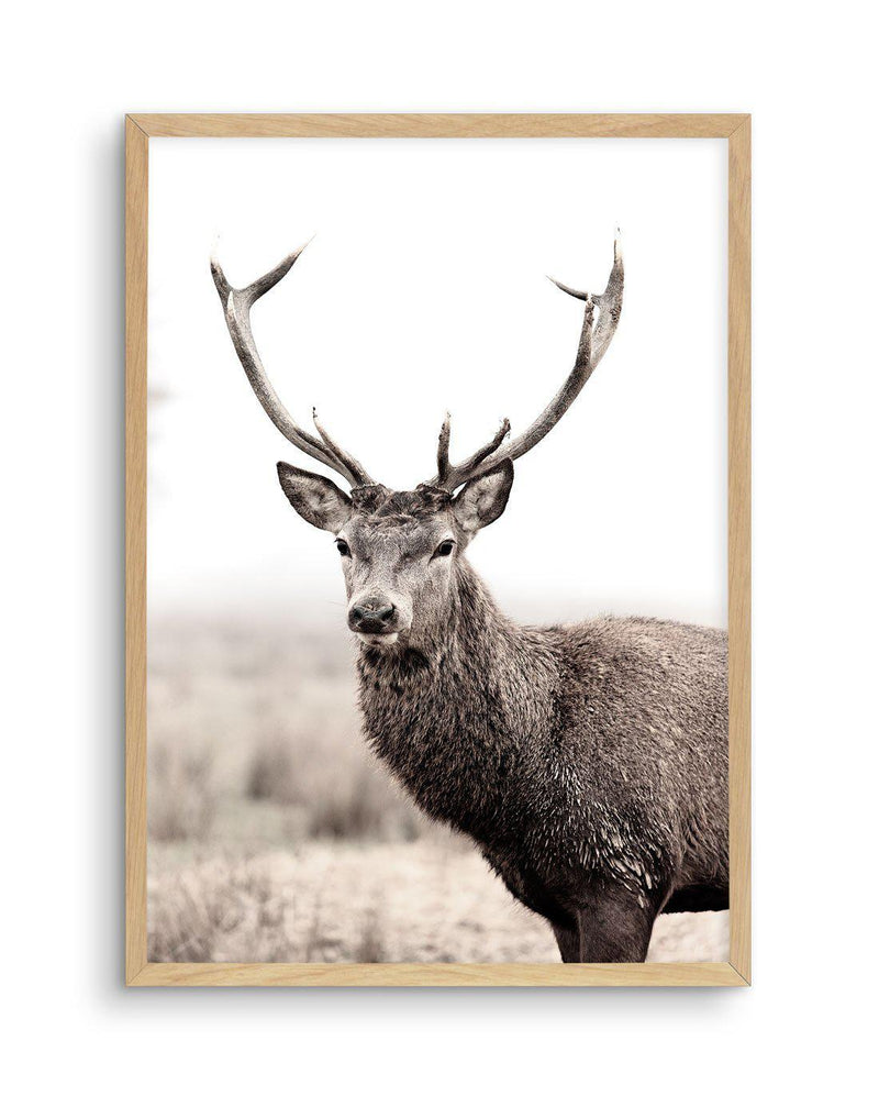Mountain Stag | PT Art Print-PRINT-Olive et Oriel-Olive et Oriel-A5 | 5.8" x 8.3" | 14.8 x 21cm-Oak-With White Border-Buy-Australian-Art-Prints-Online-with-Olive-et-Oriel-Your-Artwork-Specialists-Austrailia-Decorate-With-Coastal-Photo-Wall-Art-Prints-From-Our-Beach-House-Artwork-Collection-Fine-Poster-and-Framed-Artwork