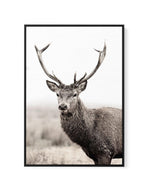 Mountain Stag | PT | Framed Canvas-CANVAS-You can shop wall art online with Olive et Oriel for everything from abstract art to fun kids wall art. Our beautiful modern art prints and canvas art are available from large canvas prints to wall art paintings and our proudly Australian artwork collection offers only the highest quality framed large wall art and canvas art Australia - You can buy fashion photography prints or Hampton print posters and paintings on canvas from Olive et Oriel and have th