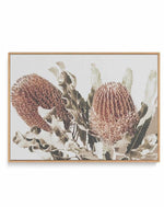 Native Banksia | LS | Framed Canvas Art Print