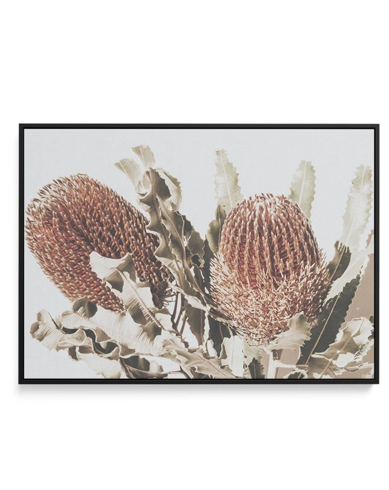 Native Banksia | LS | Framed Canvas-CANVAS-You can shop wall art online with Olive et Oriel for everything from abstract art to fun kids wall art. Our beautiful modern art prints and canvas art are available from large canvas prints to wall art paintings and our proudly Australian artwork collection offers only the highest quality framed large wall art and canvas art Australia - You can buy fashion photography prints or Hampton print posters and paintings on canvas from Olive et Oriel and have t