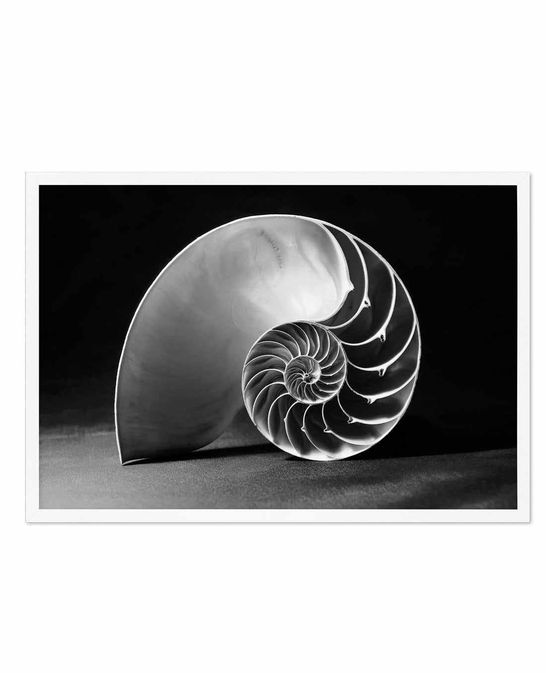 Nautilus B&W Art Print-PRINT-Olive et Oriel-Olive et Oriel-A5 | 5.8" x 8.3" | 14.8 x 21cm-White-With White Border-Buy-Australian-Art-Prints-Online-with-Olive-et-Oriel-Your-Artwork-Specialists-Austrailia-Decorate-With-Coastal-Photo-Wall-Art-Prints-From-Our-Beach-House-Artwork-Collection-Fine-Poster-and-Framed-Artwork