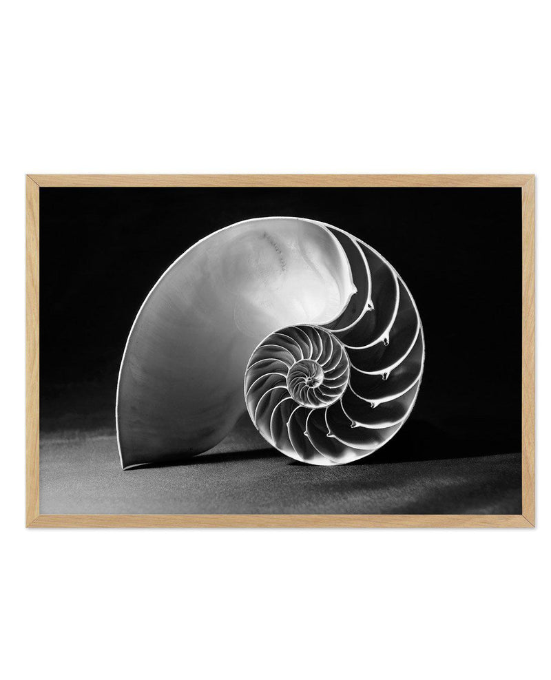 Nautilus B&W Art Print-PRINT-Olive et Oriel-Olive et Oriel-A5 | 5.8" x 8.3" | 14.8 x 21cm-Oak-With White Border-Buy-Australian-Art-Prints-Online-with-Olive-et-Oriel-Your-Artwork-Specialists-Austrailia-Decorate-With-Coastal-Photo-Wall-Art-Prints-From-Our-Beach-House-Artwork-Collection-Fine-Poster-and-Framed-Artwork
