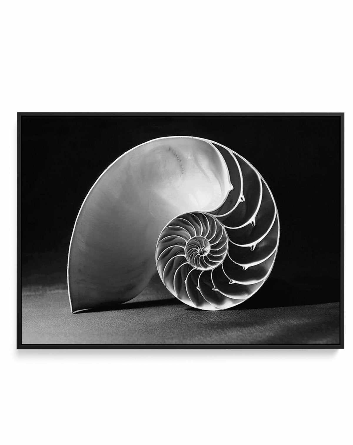 Nautilus B&W | Framed Canvas-CANVAS-You can shop wall art online with Olive et Oriel for everything from abstract art to fun kids wall art. Our beautiful modern art prints and canvas art are available from large canvas prints to wall art paintings and our proudly Australian artwork collection offers only the highest quality framed large wall art and canvas art Australia - You can buy fashion photography prints or Hampton print posters and paintings on canvas from Olive et Oriel and have them del