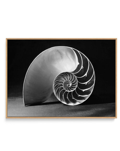 Nautilus B&W | Framed Canvas-CANVAS-You can shop wall art online with Olive et Oriel for everything from abstract art to fun kids wall art. Our beautiful modern art prints and canvas art are available from large canvas prints to wall art paintings and our proudly Australian artwork collection offers only the highest quality framed large wall art and canvas art Australia - You can buy fashion photography prints or Hampton print posters and paintings on canvas from Olive et Oriel and have them del