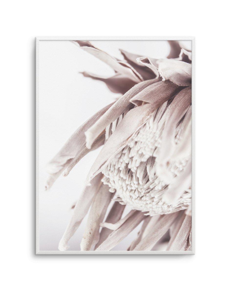 Neutral in Bloom | King Protea Art Print-PRINT-Olive et Oriel-Olive et Oriel-A5 | 5.8" x 8.3" | 14.8 x 21cm-Unframed Art Print-With White Border-Buy-Australian-Art-Prints-Online-with-Olive-et-Oriel-Your-Artwork-Specialists-Austrailia-Decorate-With-Coastal-Photo-Wall-Art-Prints-From-Our-Beach-House-Artwork-Collection-Fine-Poster-and-Framed-Artwork