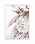 Neutral in Bloom | King Protea Art Print-PRINT-Olive et Oriel-Olive et Oriel-A5 | 5.8" x 8.3" | 14.8 x 21cm-White-With White Border-Buy-Australian-Art-Prints-Online-with-Olive-et-Oriel-Your-Artwork-Specialists-Austrailia-Decorate-With-Coastal-Photo-Wall-Art-Prints-From-Our-Beach-House-Artwork-Collection-Fine-Poster-and-Framed-Artwork
