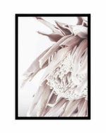 Neutral in Bloom | King Protea Art Print-PRINT-Olive et Oriel-Olive et Oriel-A5 | 5.8" x 8.3" | 14.8 x 21cm-Black-With White Border-Buy-Australian-Art-Prints-Online-with-Olive-et-Oriel-Your-Artwork-Specialists-Austrailia-Decorate-With-Coastal-Photo-Wall-Art-Prints-From-Our-Beach-House-Artwork-Collection-Fine-Poster-and-Framed-Artwork