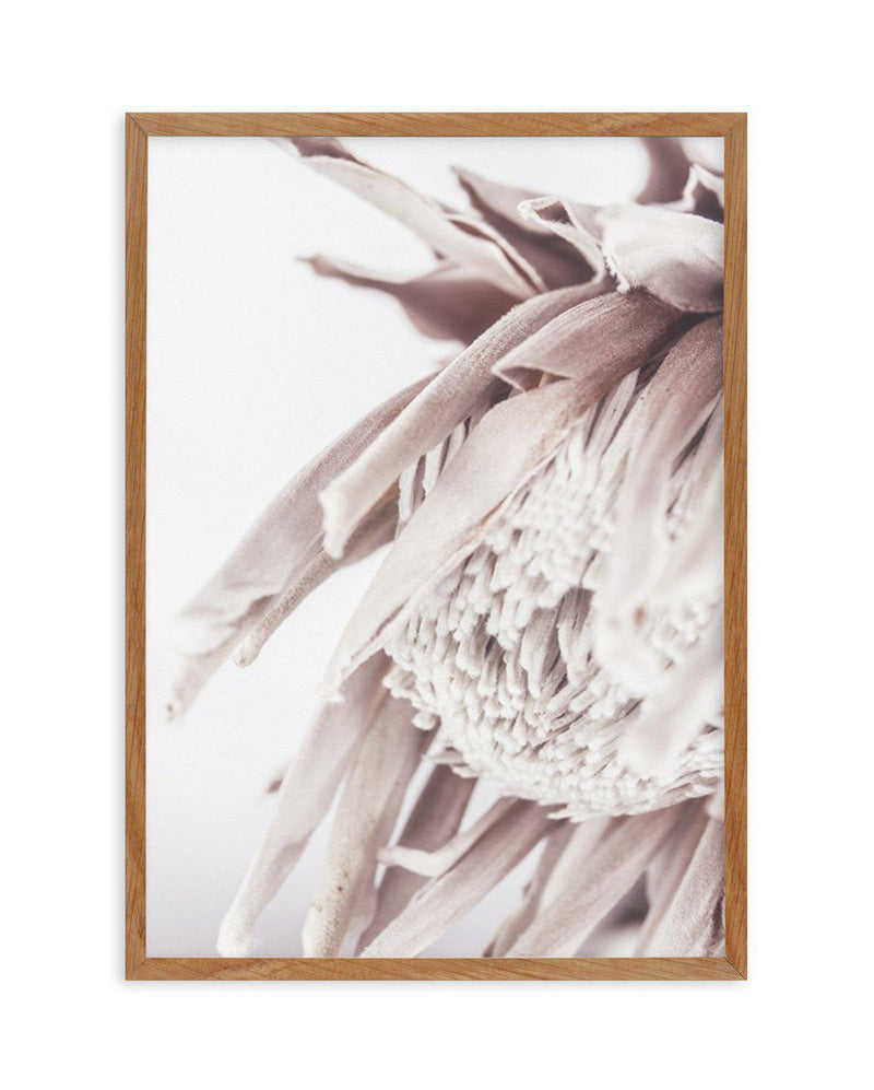 Neutral in Bloom | King Protea Art Print-PRINT-Olive et Oriel-Olive et Oriel-50x70 cm | 19.6" x 27.5"-Walnut-With White Border-Buy-Australian-Art-Prints-Online-with-Olive-et-Oriel-Your-Artwork-Specialists-Austrailia-Decorate-With-Coastal-Photo-Wall-Art-Prints-From-Our-Beach-House-Artwork-Collection-Fine-Poster-and-Framed-Artwork