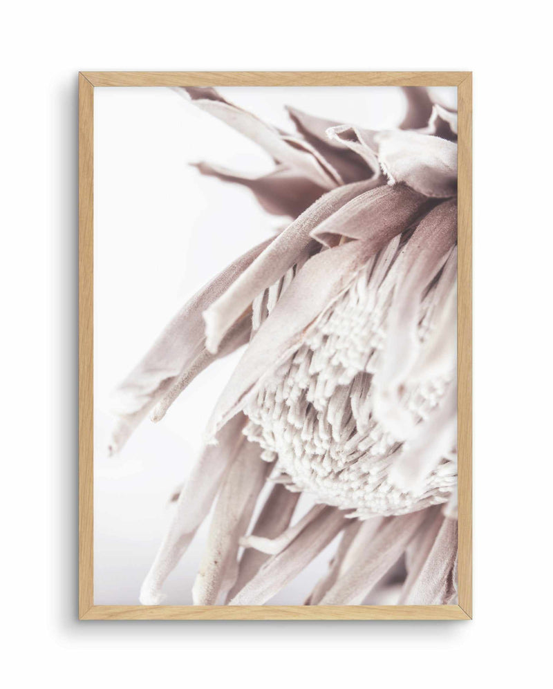 Neutral in Bloom | King Protea Art Print-PRINT-Olive et Oriel-Olive et Oriel-A5 | 5.8" x 8.3" | 14.8 x 21cm-Oak-With White Border-Buy-Australian-Art-Prints-Online-with-Olive-et-Oriel-Your-Artwork-Specialists-Austrailia-Decorate-With-Coastal-Photo-Wall-Art-Prints-From-Our-Beach-House-Artwork-Collection-Fine-Poster-and-Framed-Artwork