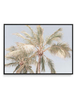 Noosa Palms I | LS | Framed Canvas-CANVAS-You can shop wall art online with Olive et Oriel for everything from abstract art to fun kids wall art. Our beautiful modern art prints and canvas art are available from large canvas prints to wall art paintings and our proudly Australian artwork collection offers only the highest quality framed large wall art and canvas art Australia - You can buy fashion photography prints or Hampton print posters and paintings on canvas from Olive et Oriel and have th