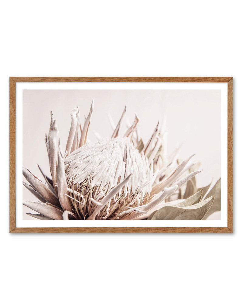 Nude Protea | LS Art Print-PRINT-Olive et Oriel-Olive et Oriel-50x70 cm | 19.6" x 27.5"-Walnut-With White Border-Buy-Australian-Art-Prints-Online-with-Olive-et-Oriel-Your-Artwork-Specialists-Austrailia-Decorate-With-Coastal-Photo-Wall-Art-Prints-From-Our-Beach-House-Artwork-Collection-Fine-Poster-and-Framed-Artwork