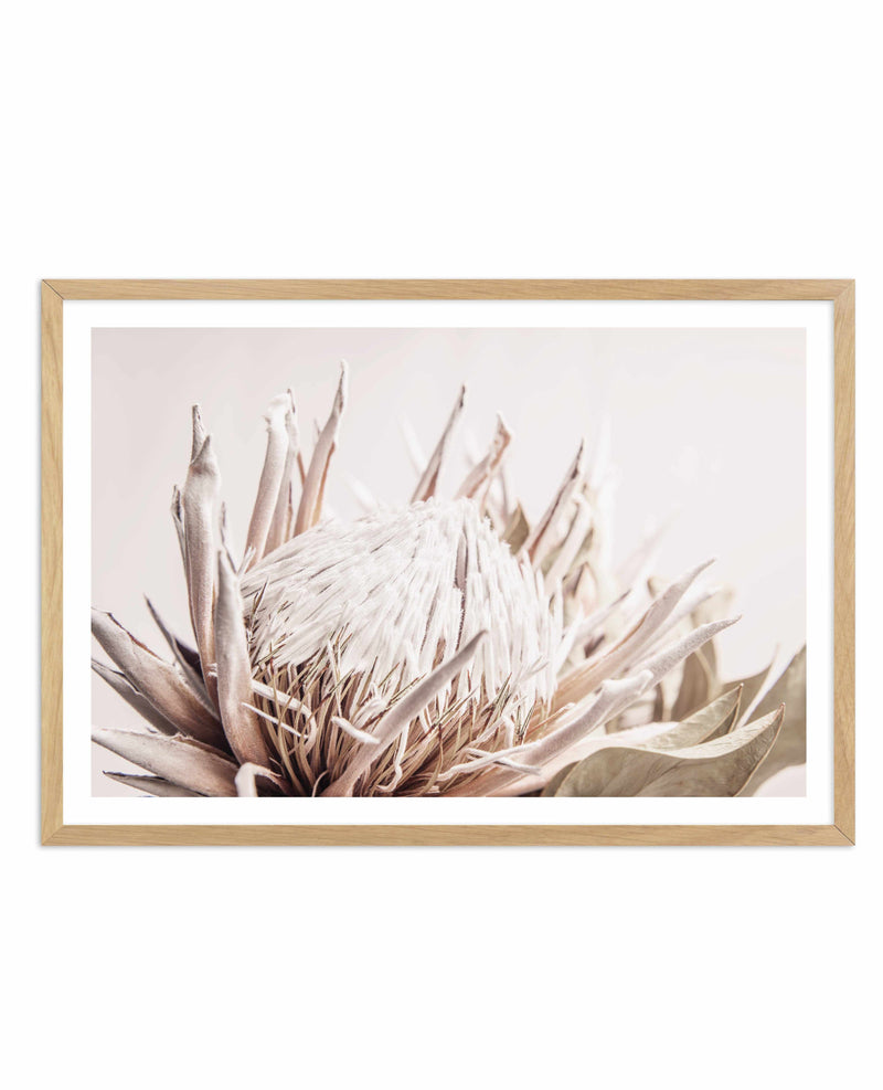 Nude Protea | LS Art Print-PRINT-Olive et Oriel-Olive et Oriel-A4 | 8.3" x 11.7" | 21 x 29.7cm-Oak-With White Border-Buy-Australian-Art-Prints-Online-with-Olive-et-Oriel-Your-Artwork-Specialists-Austrailia-Decorate-With-Coastal-Photo-Wall-Art-Prints-From-Our-Beach-House-Artwork-Collection-Fine-Poster-and-Framed-Artwork