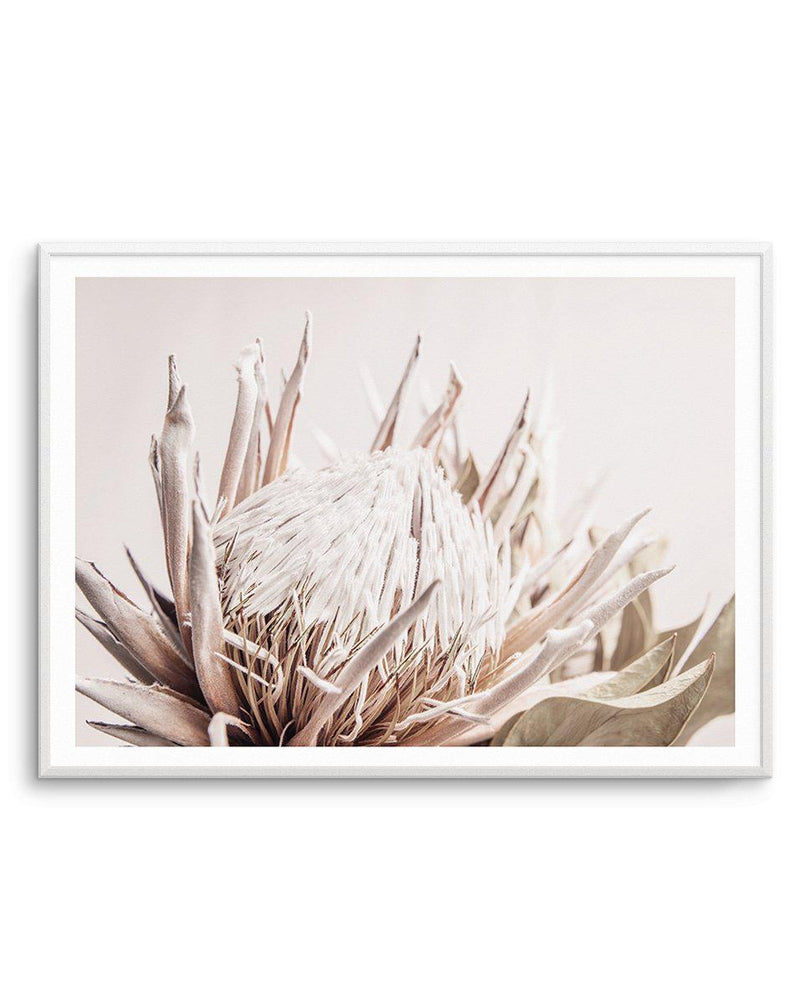 Nude Protea | LS Art Print-PRINT-Olive et Oriel-Olive et Oriel-A4 | 8.3" x 11.7" | 21 x 29.7cm-Unframed Art Print-With White Border-Buy-Australian-Art-Prints-Online-with-Olive-et-Oriel-Your-Artwork-Specialists-Austrailia-Decorate-With-Coastal-Photo-Wall-Art-Prints-From-Our-Beach-House-Artwork-Collection-Fine-Poster-and-Framed-Artwork