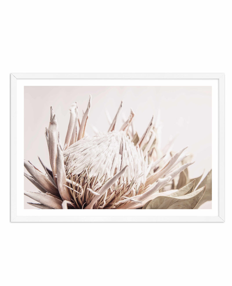 Nude Protea | LS Art Print-PRINT-Olive et Oriel-Olive et Oriel-A4 | 8.3" x 11.7" | 21 x 29.7cm-White-With White Border-Buy-Australian-Art-Prints-Online-with-Olive-et-Oriel-Your-Artwork-Specialists-Austrailia-Decorate-With-Coastal-Photo-Wall-Art-Prints-From-Our-Beach-House-Artwork-Collection-Fine-Poster-and-Framed-Artwork