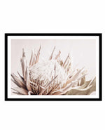 Nude Protea | LS Art Print-PRINT-Olive et Oriel-Olive et Oriel-A4 | 8.3" x 11.7" | 21 x 29.7cm-Black-With White Border-Buy-Australian-Art-Prints-Online-with-Olive-et-Oriel-Your-Artwork-Specialists-Austrailia-Decorate-With-Coastal-Photo-Wall-Art-Prints-From-Our-Beach-House-Artwork-Collection-Fine-Poster-and-Framed-Artwork