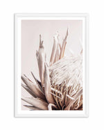 Nude Protea | PT Art Print-PRINT-Olive et Oriel-Olive et Oriel-A4 | 8.3" x 11.7" | 21 x 29.7cm-White-With White Border-Buy-Australian-Art-Prints-Online-with-Olive-et-Oriel-Your-Artwork-Specialists-Austrailia-Decorate-With-Coastal-Photo-Wall-Art-Prints-From-Our-Beach-House-Artwork-Collection-Fine-Poster-and-Framed-Artwork
