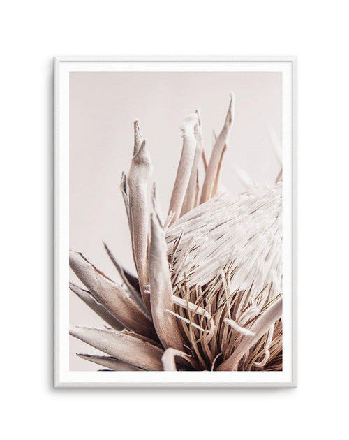 Nude Protea | PT Art Print-PRINT-Olive et Oriel-Olive et Oriel-A4 | 8.3" x 11.7" | 21 x 29.7cm-Unframed Art Print-With White Border-Buy-Australian-Art-Prints-Online-with-Olive-et-Oriel-Your-Artwork-Specialists-Austrailia-Decorate-With-Coastal-Photo-Wall-Art-Prints-From-Our-Beach-House-Artwork-Collection-Fine-Poster-and-Framed-Artwork