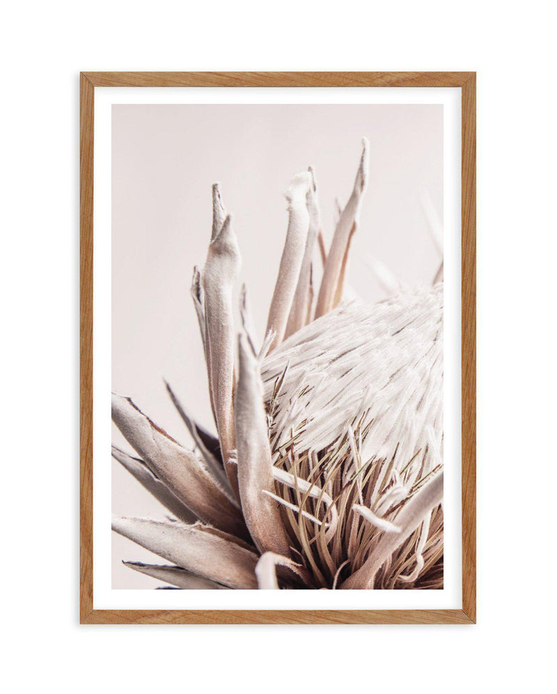 Nude Protea | PT Art Print-PRINT-Olive et Oriel-Olive et Oriel-50x70 cm | 19.6" x 27.5"-Walnut-With White Border-Buy-Australian-Art-Prints-Online-with-Olive-et-Oriel-Your-Artwork-Specialists-Austrailia-Decorate-With-Coastal-Photo-Wall-Art-Prints-From-Our-Beach-House-Artwork-Collection-Fine-Poster-and-Framed-Artwork