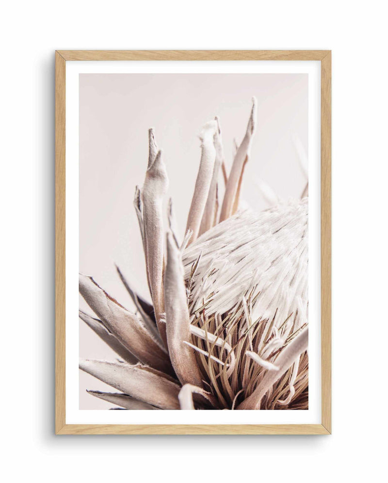 Nude Protea | PT Art Print-PRINT-Olive et Oriel-Olive et Oriel-A4 | 8.3" x 11.7" | 21 x 29.7cm-Oak-With White Border-Buy-Australian-Art-Prints-Online-with-Olive-et-Oriel-Your-Artwork-Specialists-Austrailia-Decorate-With-Coastal-Photo-Wall-Art-Prints-From-Our-Beach-House-Artwork-Collection-Fine-Poster-and-Framed-Artwork
