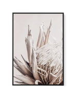 Nude Protea | PT | Framed Canvas-CANVAS-You can shop wall art online with Olive et Oriel for everything from abstract art to fun kids wall art. Our beautiful modern art prints and canvas art are available from large canvas prints to wall art paintings and our proudly Australian artwork collection offers only the highest quality framed large wall art and canvas art Australia - You can buy fashion photography prints or Hampton print posters and paintings on canvas from Olive et Oriel and have them