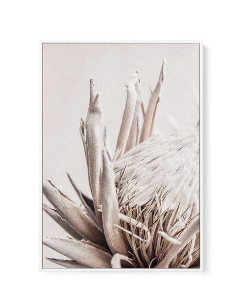 Nude Protea | PT | Framed Canvas-CANVAS-You can shop wall art online with Olive et Oriel for everything from abstract art to fun kids wall art. Our beautiful modern art prints and canvas art are available from large canvas prints to wall art paintings and our proudly Australian artwork collection offers only the highest quality framed large wall art and canvas art Australia - You can buy fashion photography prints or Hampton print posters and paintings on canvas from Olive et Oriel and have them