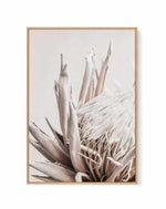 Nude Protea | PT | Framed Canvas Art Print