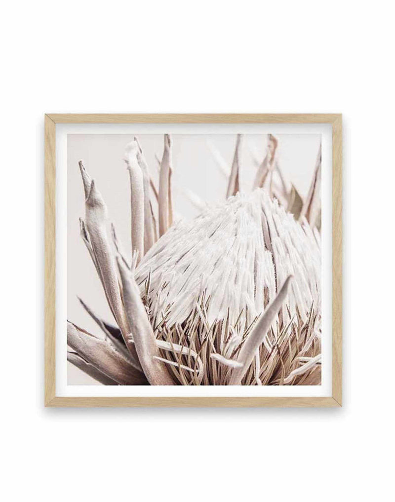 Nude Protea SQ Art Print-PRINT-Olive et Oriel-Olive et Oriel-70x70 cm | 27.5" x 27.5"-Oak-With White Border-Buy-Australian-Art-Prints-Online-with-Olive-et-Oriel-Your-Artwork-Specialists-Austrailia-Decorate-With-Coastal-Photo-Wall-Art-Prints-From-Our-Beach-House-Artwork-Collection-Fine-Poster-and-Framed-Artwork