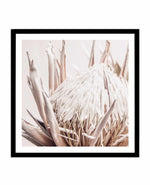 Nude Protea SQ Art Print-PRINT-Olive et Oriel-Olive et Oriel-70x70 cm | 27.5" x 27.5"-Black-With White Border-Buy-Australian-Art-Prints-Online-with-Olive-et-Oriel-Your-Artwork-Specialists-Austrailia-Decorate-With-Coastal-Photo-Wall-Art-Prints-From-Our-Beach-House-Artwork-Collection-Fine-Poster-and-Framed-Artwork