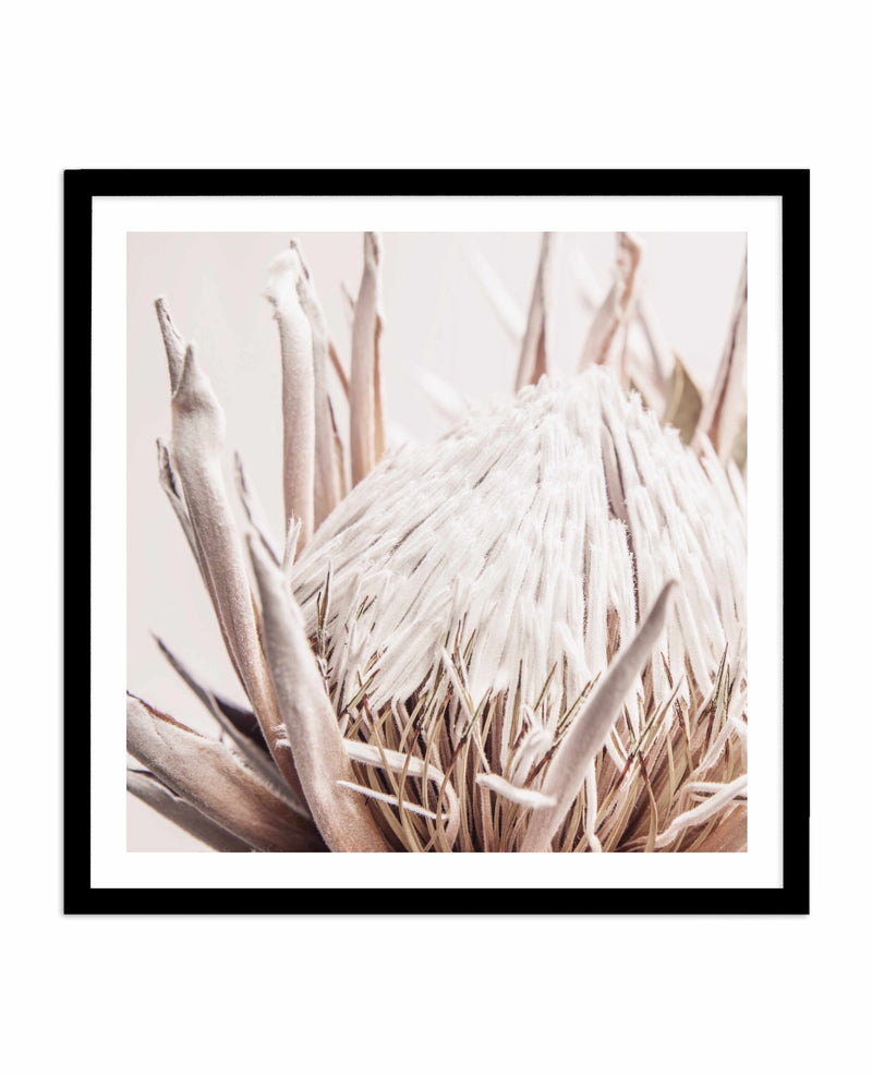 Nude Protea SQ Art Print-PRINT-Olive et Oriel-Olive et Oriel-70x70 cm | 27.5" x 27.5"-Black-With White Border-Buy-Australian-Art-Prints-Online-with-Olive-et-Oriel-Your-Artwork-Specialists-Austrailia-Decorate-With-Coastal-Photo-Wall-Art-Prints-From-Our-Beach-House-Artwork-Collection-Fine-Poster-and-Framed-Artwork
