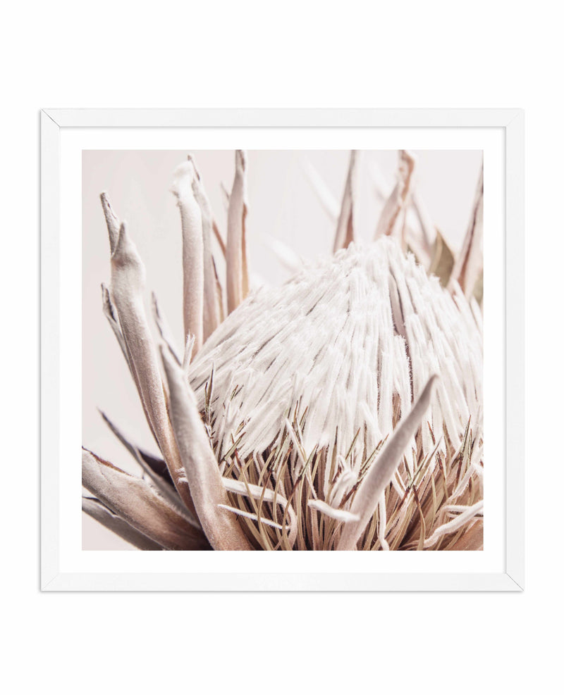 Nude Protea SQ Art Print-PRINT-Olive et Oriel-Olive et Oriel-70x70 cm | 27.5" x 27.5"-White-With White Border-Buy-Australian-Art-Prints-Online-with-Olive-et-Oriel-Your-Artwork-Specialists-Austrailia-Decorate-With-Coastal-Photo-Wall-Art-Prints-From-Our-Beach-House-Artwork-Collection-Fine-Poster-and-Framed-Artwork