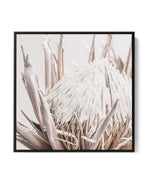 Nude Protea SQ | Framed Canvas-CANVAS-You can shop wall art online with Olive et Oriel for everything from abstract art to fun kids wall art. Our beautiful modern art prints and canvas art are available from large canvas prints to wall art paintings and our proudly Australian artwork collection offers only the highest quality framed large wall art and canvas art Australia - You can buy fashion photography prints or Hampton print posters and paintings on canvas from Olive et Oriel and have them d