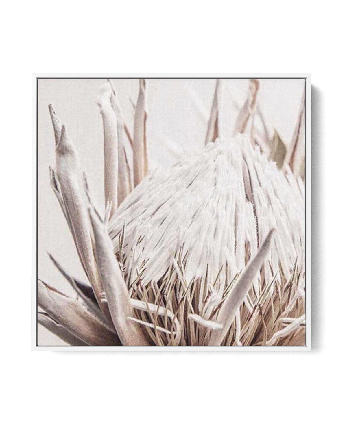 Nude Protea SQ | Framed Canvas-CANVAS-You can shop wall art online with Olive et Oriel for everything from abstract art to fun kids wall art. Our beautiful modern art prints and canvas art are available from large canvas prints to wall art paintings and our proudly Australian artwork collection offers only the highest quality framed large wall art and canvas art Australia - You can buy fashion photography prints or Hampton print posters and paintings on canvas from Olive et Oriel and have them d