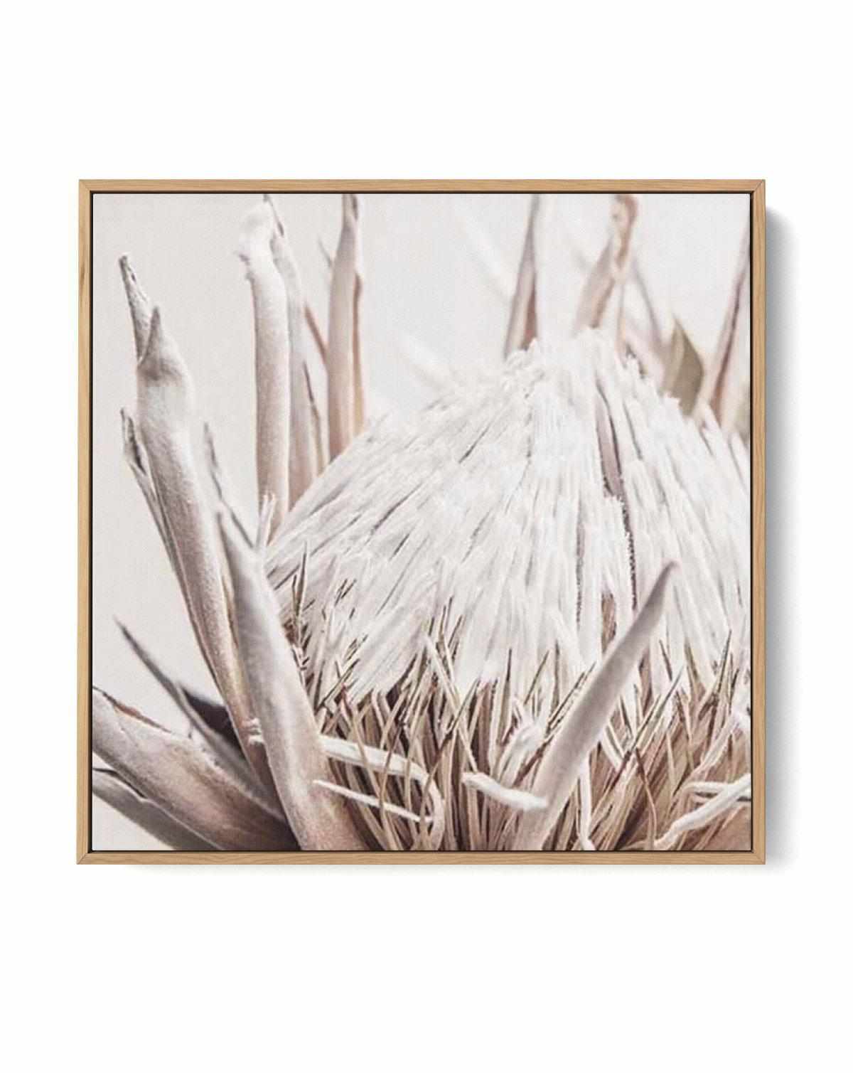 Nude Protea SQ | Framed Canvas Art Print