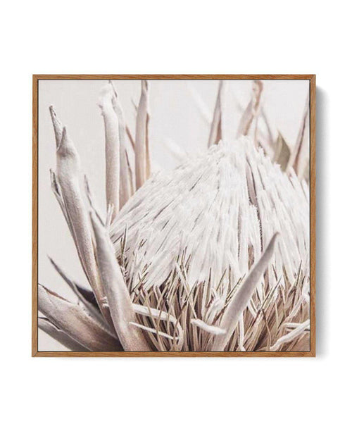 Nude Protea SQ | Framed Canvas-CANVAS-You can shop wall art online with Olive et Oriel for everything from abstract art to fun kids wall art. Our beautiful modern art prints and canvas art are available from large canvas prints to wall art paintings and our proudly Australian artwork collection offers only the highest quality framed large wall art and canvas art Australia - You can buy fashion photography prints or Hampton print posters and paintings on canvas from Olive et Oriel and have them d