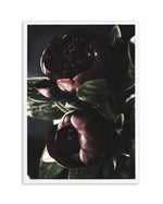 Nuit des Fleurs | Dark Peonies Art Print-PRINT-Olive et Oriel-Olive et Oriel-A4 | 8.3" x 11.7" | 21 x 29.7cm-White-With White Border-Buy-Australian-Art-Prints-Online-with-Olive-et-Oriel-Your-Artwork-Specialists-Austrailia-Decorate-With-Coastal-Photo-Wall-Art-Prints-From-Our-Beach-House-Artwork-Collection-Fine-Poster-and-Framed-Artwork