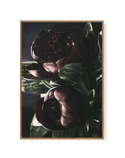 Nuit des Fleurs | Dark Peonies | Framed Canvas-CANVAS-You can shop wall art online with Olive et Oriel for everything from abstract art to fun kids wall art. Our beautiful modern art prints and canvas art are available from large canvas prints to wall art paintings and our proudly Australian artwork collection offers only the highest quality framed large wall art and canvas art Australia - You can buy fashion photography prints or Hampton print posters and paintings on canvas from Olive et Oriel